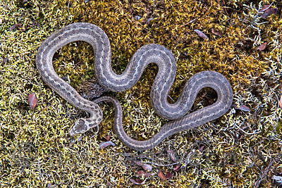 BB 14 0232 / Coronella austriaca / Slettsnok